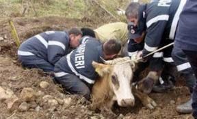 Bovină căzută într-o fosă septică, salvată de pompierii botoşăneni