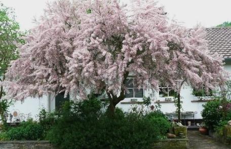 Grădina verde vă informează: Tamarix ramossisima sau cătina roșie