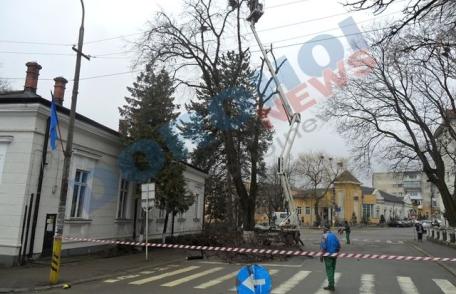 Sute de cuiburi de ciori, doborâte în parcul Primariei din Dorohoi - FOTO