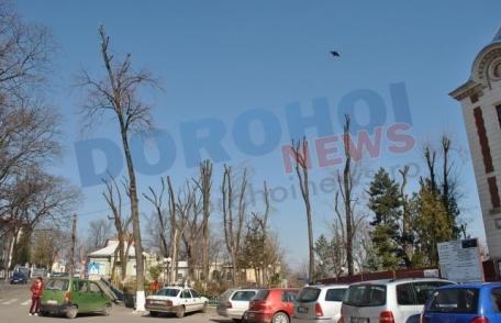 Primim la redacţie: „Opriţi măcelărirea copacilor din Dorohoi !” - FOTO