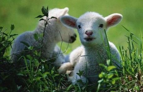 Prof.Gh. Mencinicopschi: mieii sub 10 kg, periculoşi pentru sănătate