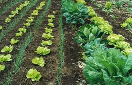 500 de fermieri botoşăneni vor să producă ECO