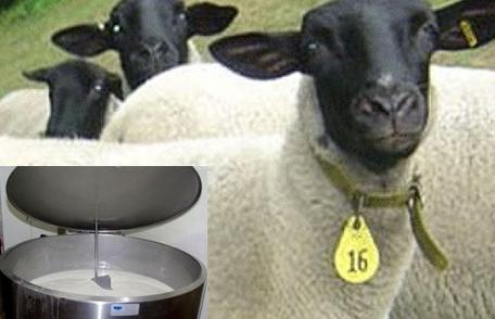 NOU! În 10 localități din județ, inclusiv Dorohoi se înființează centre de colectare a laptelui de oaie