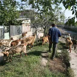 În câteva zile va începe recensământul agricol în Dorohoi