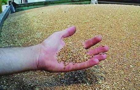 Grâu de panificaţie în valoare de peste 36.000 lei, confiscat de poliţiştii botoşăneni şi comisarii Gărzii Financiare