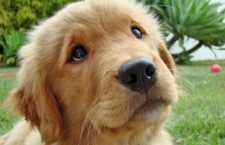 Proprietarii de câini din Bucureşti, obligați să-şi sterilizeze animalul sau să plătească o taxă