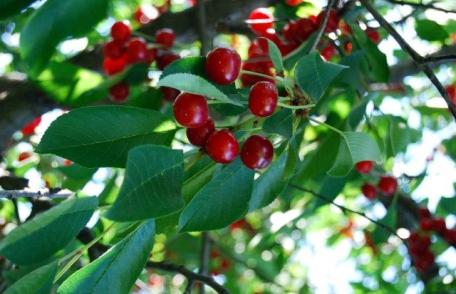 Fructele minune! Vişinele scad colesterolul „rău”, iar căpşunele îţi pun sângele în mişcare