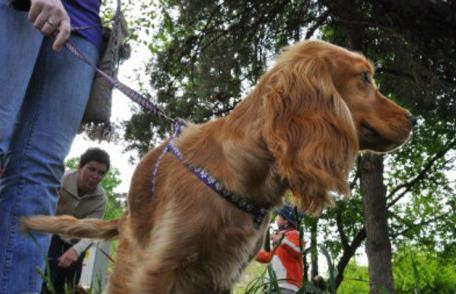 Călătoria cu un animal de companie în UE, va deveni mai simplă