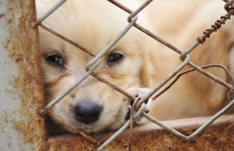 Noua Constituţie interzice relele tratamente aplicate animalelor, definite potrivit legii