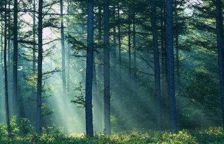 Devastator! Gândacul care pune brazii României la pământ