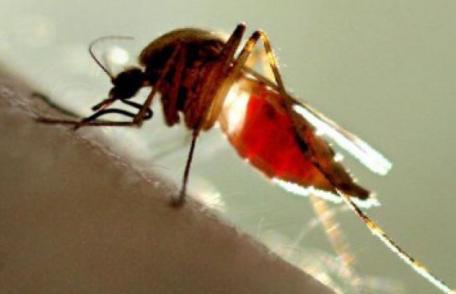 Sfaturi ca să te aperi de ţânţari şi căpuşe. Află ce trebuie să faci!