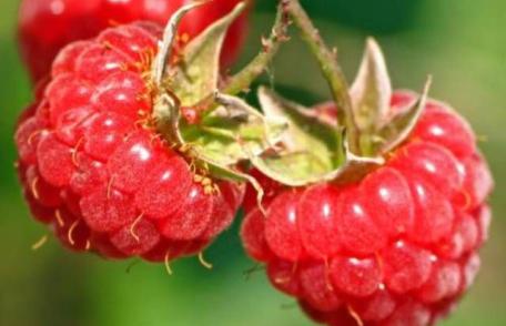 Ţineţi diabetul şi cancerul la distanţă cu zmeură