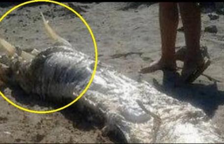 Un MONSTRU marin cu COARNE, eșuat pe o plajă din Spania, a băgat locuitorii în sperieți - VIDEO