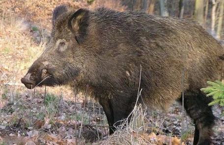 Accident produs în pădurea Gorovei din cauza unui porc mistreț