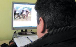 Vrei porc de Craciun? Cumperi de pe net