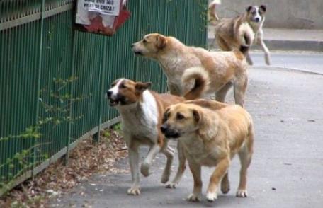 Majoritatea dorohoienilor doresc eutanasierea câinilor fără stăpân. Vezi rezultatul sondajului