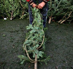 13 brazi de crăciun confiscaţi de politişţi