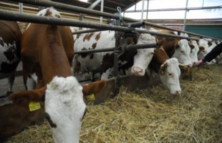 De astăzi, fermierii pot depune cererile pentru plata subvențiilor acordate crescătorilor de vaci