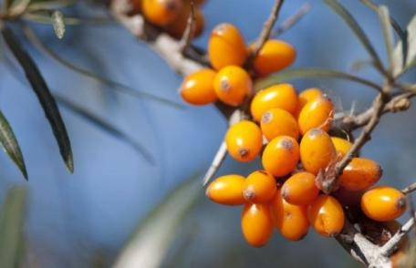 Cătina în tratamente de sănătate și frumusețe