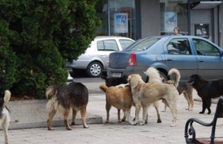 Uniunea Europeană este de acord cu eutanasierea maidanezilor din România