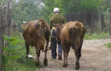 Hoţii fac ravagii: Animale furate de pe câmp în Cristinești și Carasa