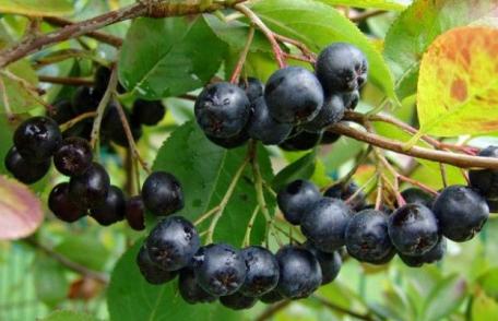 Grădina Verde vă informează: Aronia sau scorușul negru (ARONIA MELANOCARPA)