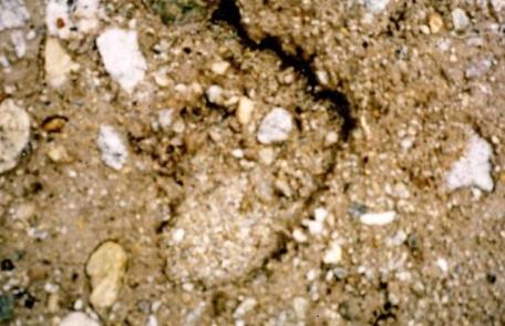 Cea mai plauzibilă dovadă că Yeti există. Vezi ce a descoperit un alpinist în Himalaya