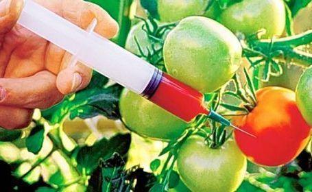 Cum recunoşti produsele modificate genetic 