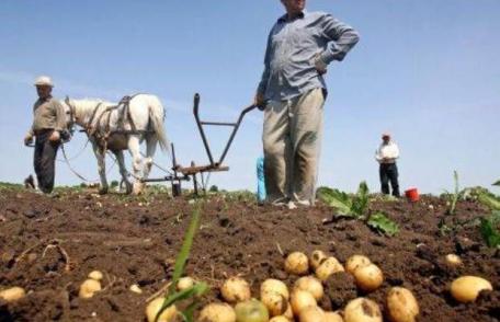 Cartoful ar putea ajunge la 1 euro/kg