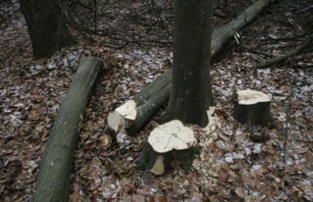 Dosare penale întocmite pentru tăiere ilegală de arbori 