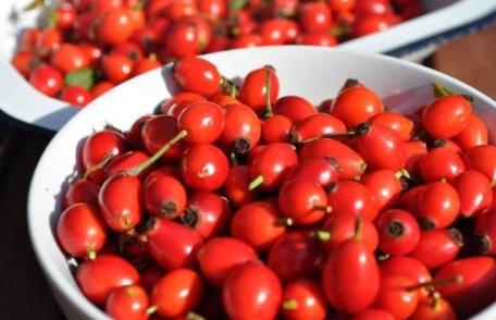 Cura cu măceşe, un remediu universal care tratează mai multe afecţiuni