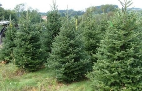 Anul acesta vom avea mai puțini brazi românești. Cât va costa pomul de Crăciun