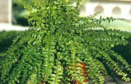  Plante de interior care purifica aerul