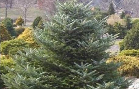 Grădina Verde vă informează: Bradul corean