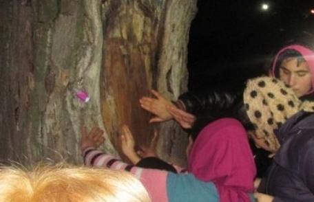 Misterul a fost dezvăluit. Ce se ascundea în spatele minunii cu chipul lui Iisus apărut pe un copac