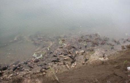 Nu s-au constatat nereguli la abatoarele din Botoșani în ceea ce privește problema copitelor de cai găsite pe malul Siretului