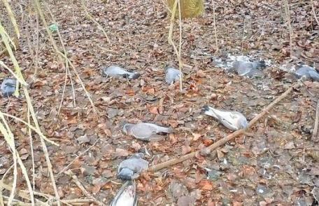 ALERTĂ! Zeci de mii de oameni sunt în pericol de îmbolnăvire! Plouă cu păsări moarte în Delta Dunării!