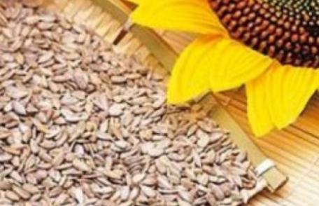 De ce este bine să mănânci seminţe de floarea soarelui