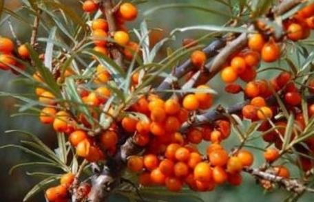 Grădina Verde vă informează: Despre cultivarea cătinei albe (Hippophae rhamnoides)