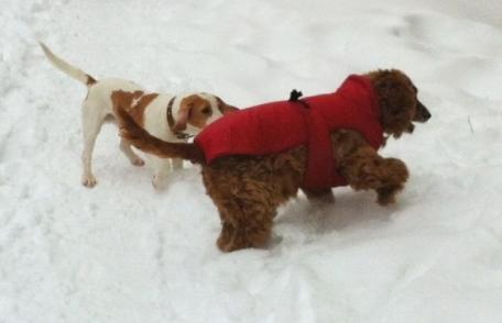 Cât poţi să stai cu câinele tău afară, pe vreme rece şi zăpadă?!