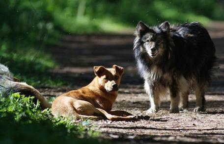 De când avem câini fără stăpân în Dorohoi? Mihai Eminescu scria despre asta în 1876!