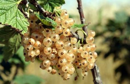 Grădina Verde vă informează: COACĂZUL miracolul din grădină - FOTO