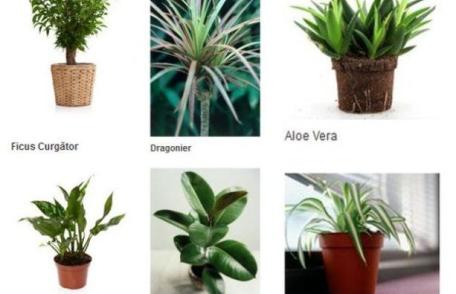 Plante de apartament care purifică aerul
