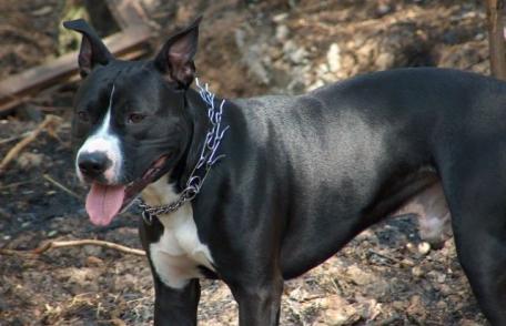 Ordonanță de Urgență - Câinii agresivi trebuie declarați la Poliție