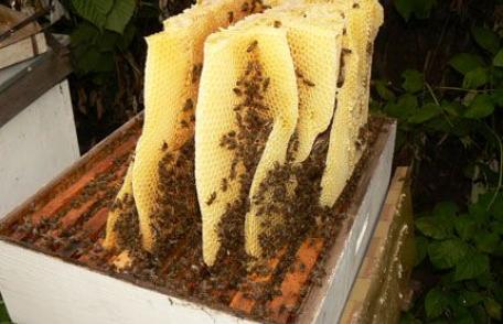 Ingredientul care transformă mierea într-un super-medicament