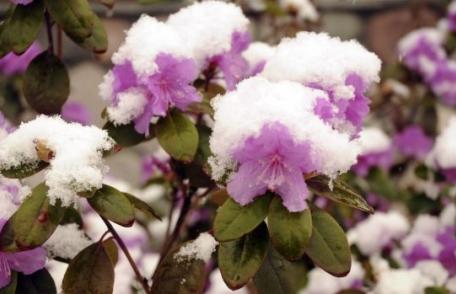 Prognoza meteo: Vin ninsorile!