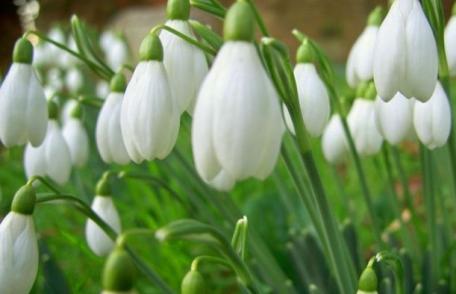 Vine primăvara! Vreme frumoasă şi temperaturi ridicate. Vezi prognoza pentru 10 – 23 martie