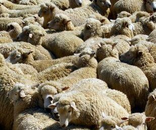 Oi furate din stână 