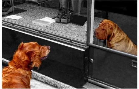 Înscrieri pentru Salonul Fotografic Internaţional „EUROFOTOART”, ediția a VI-a - 2014 - FOTO