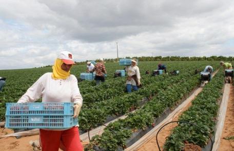 O femeie a murit în Spania, după o săptămână epuizantă la cules de căpșuni